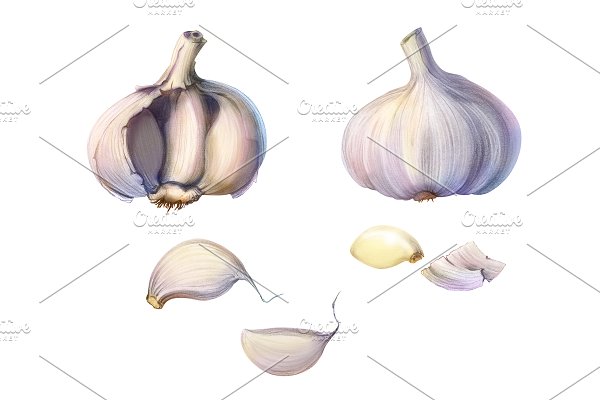 Download Garlic Pencil Illustration Isolated