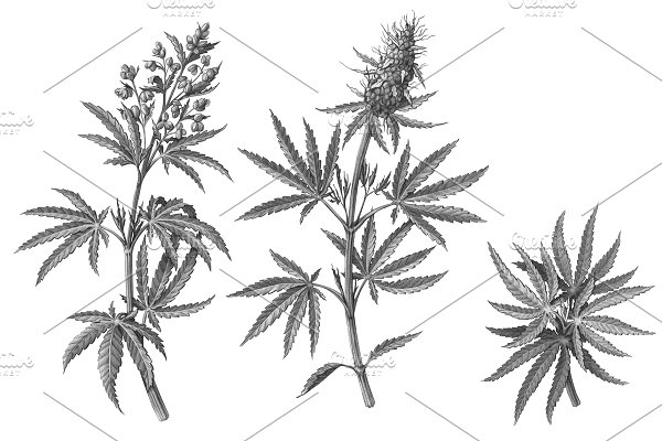 Download Cannabis Plant Pencil Illustration