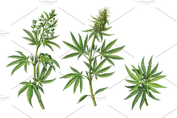 Download Cannabis Plant Pencil Illustration