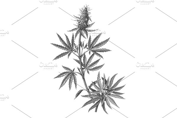 Download Cannabis Plant Drawing Isolated