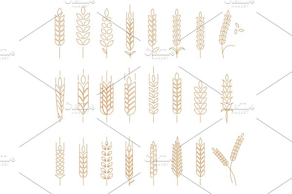 Download Wheat