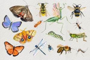 Download Watercolor Insects Clip Art Set