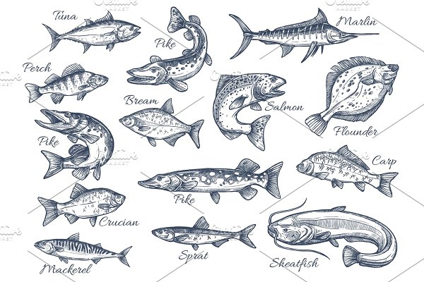 Download Vector sketch icons of fish of river or sea