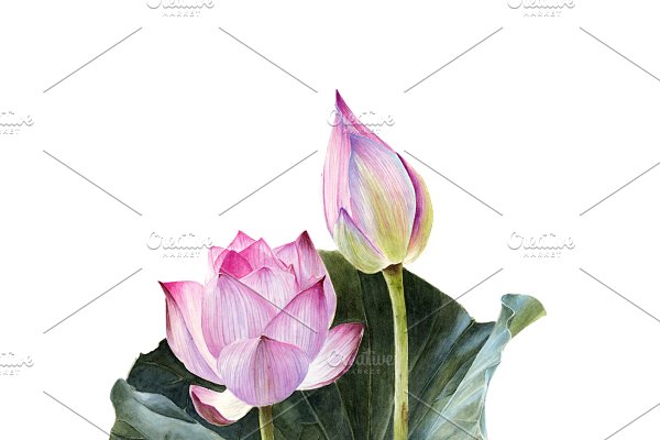 Download Watercolour lotus with leaves PNG