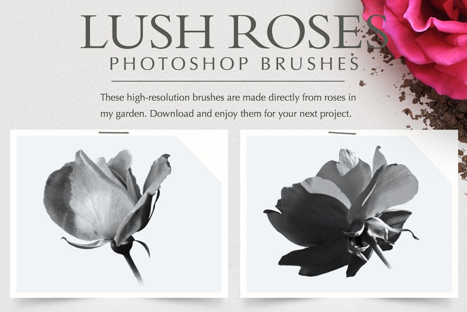 Download Lush Roses Photoshop Brushes