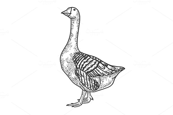 Download Anser Grey Goose bird sketch vector
