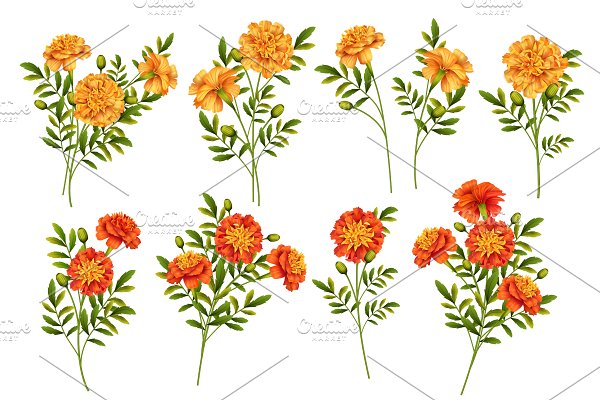 Download Marigold Flowers
