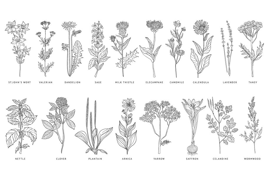 Download Medical Herbs Vector Set