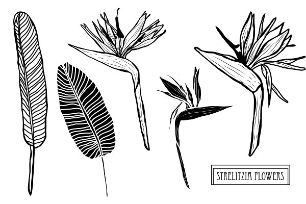 Download Strelitzia Flowers Set