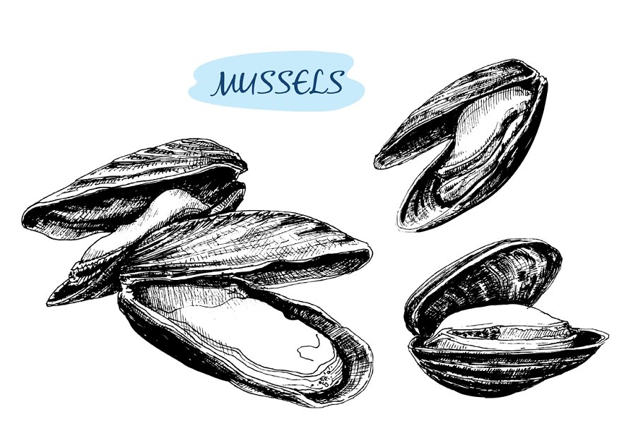 Download Mussels. Set of vector illustrations