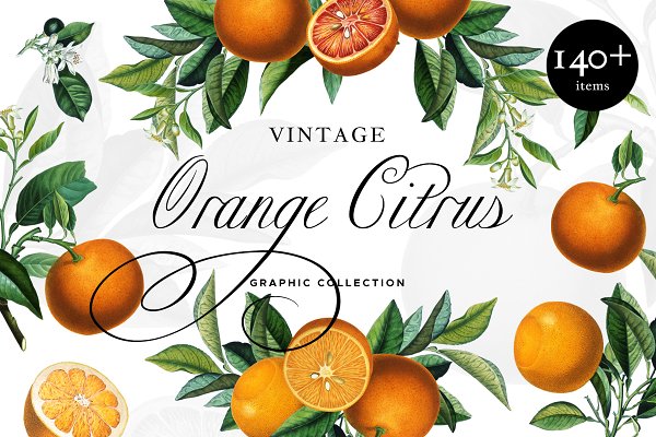 Download Orange Citrus Graphic Collection