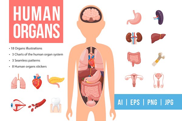 Download Human Organs Set