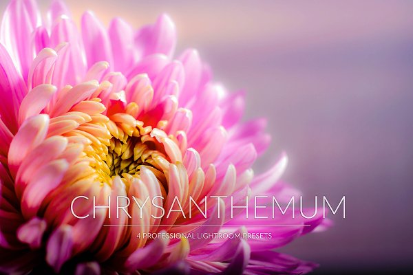 Download Chrysanthemum Lr Presets