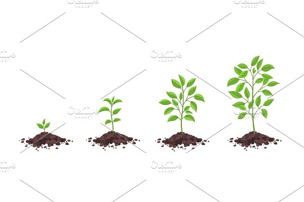Download Growth stages diagram. Sprout