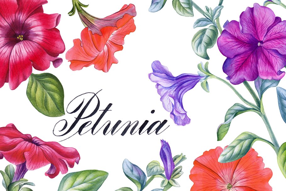 Download Petunia