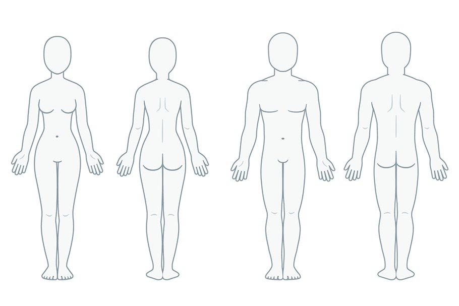 Download Blank body anatomy chart