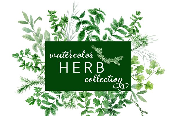 Download Watercolor Herb Collection