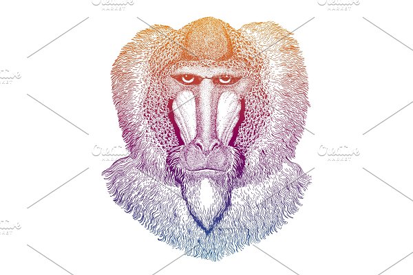 Download Baboon