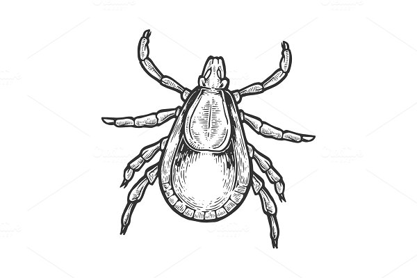 Download Mite insect engraving vector