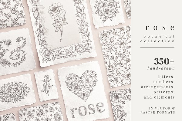 Download rose | botanical illustrations