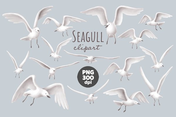 Download Seagull clipart