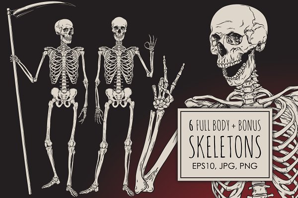 Download Skeletons Full Body