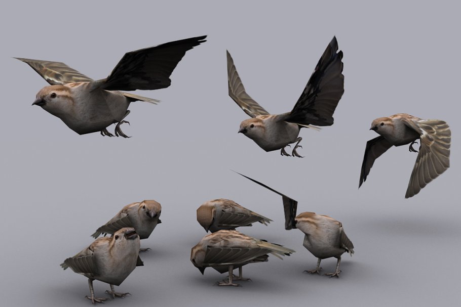 Download SPARROW fbx only