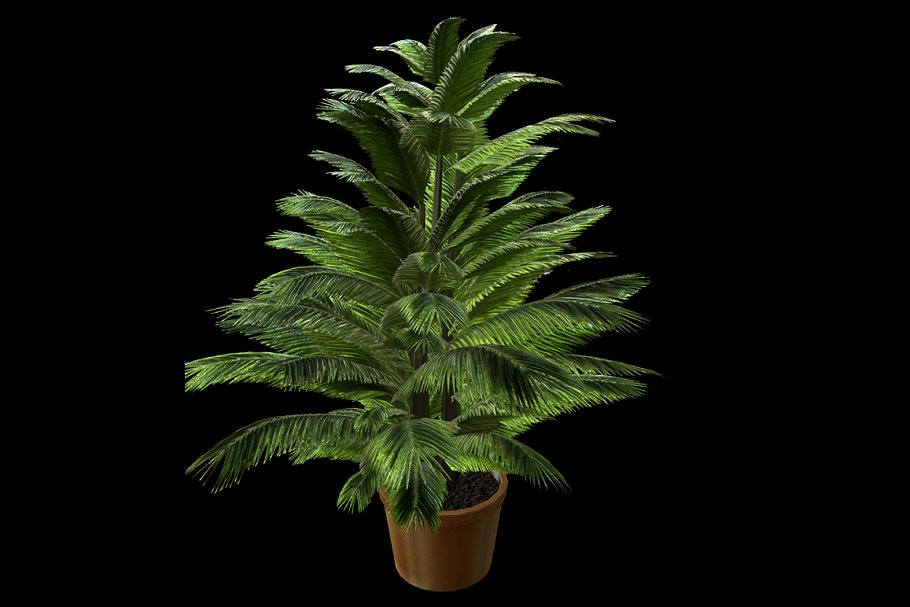Download Indoor Plant : Fern