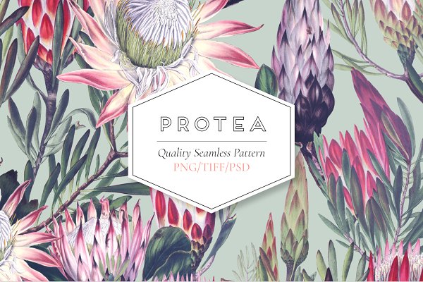 Download Protea