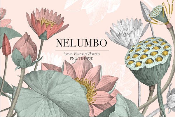 Download Nelumbo