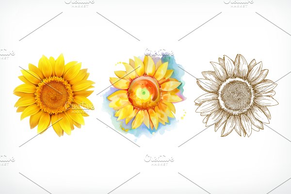 Download Sunflower