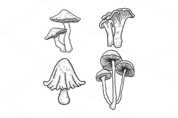 Download Mushroom set sketch engraving vector