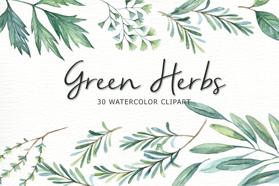 Download Green Herbs Watercolor clipart
