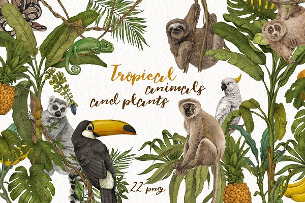 Download Tropical jungle animals