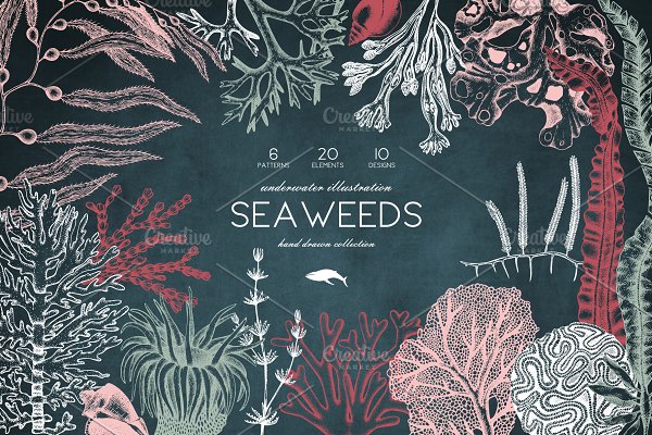 Download Vector Seaweeds Collection