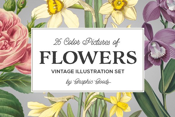 Download Vintage Illustrations of Flowers
