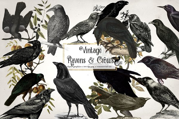 Download Vintage Ravens and Crows Clipart