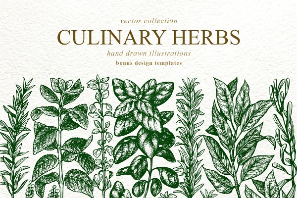 Download Culinary Herbs Vector Collection