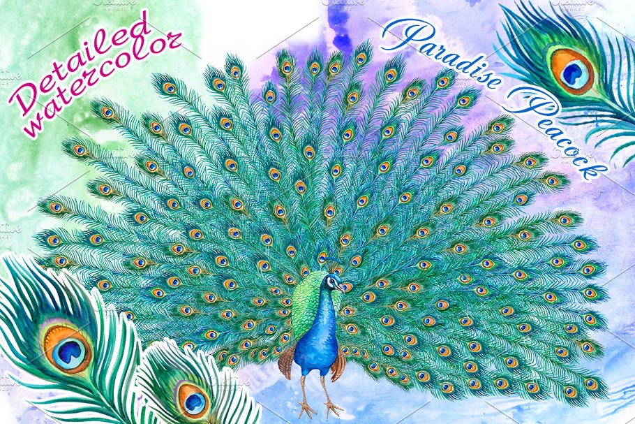 Download Peacock with a lush tail